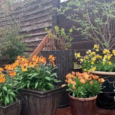 Haven i krukker - en glæde, men også en udfordring!